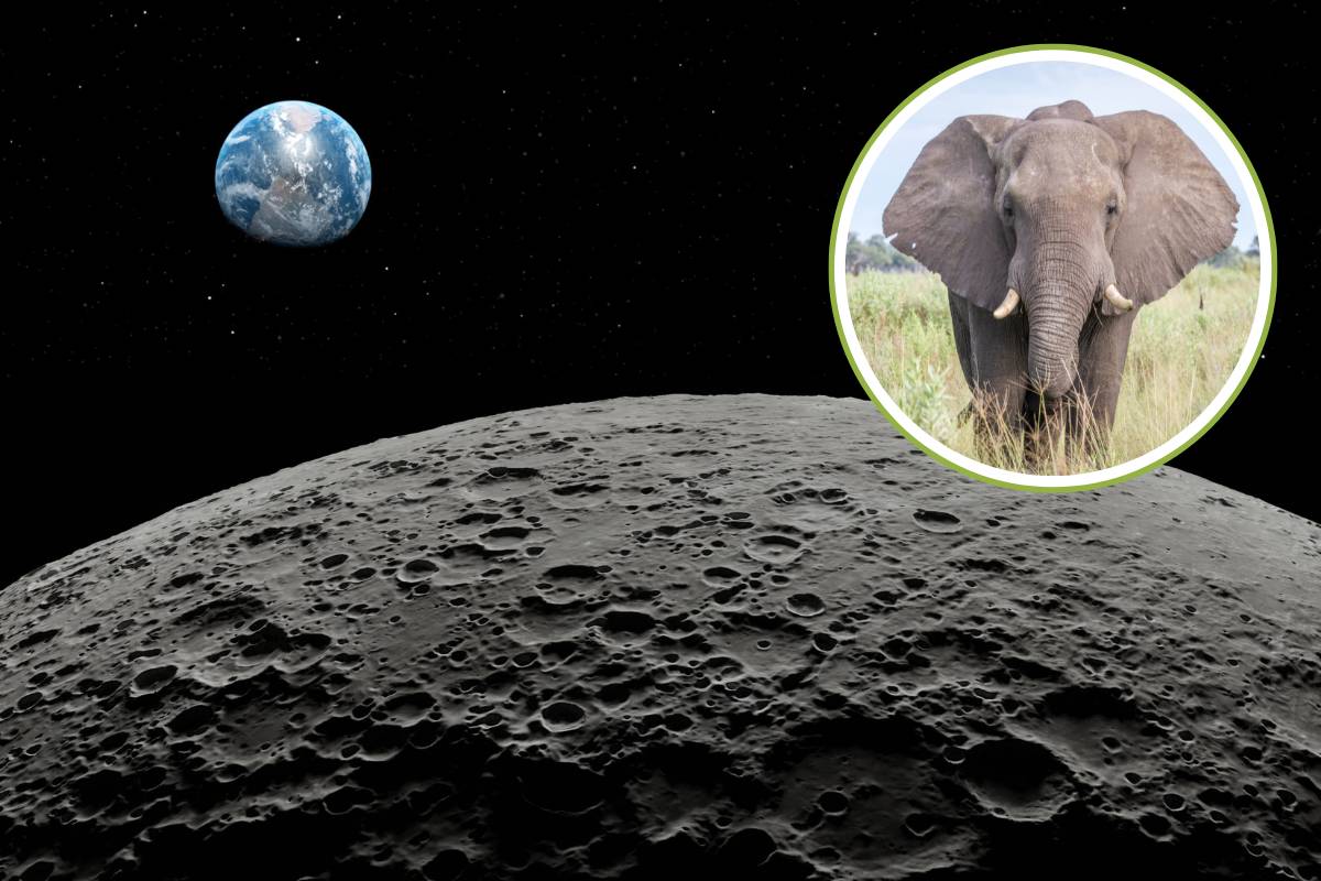 Quelle est cette histoire de l'arche de Noé sur la Lune pour sauver les espèces menacées