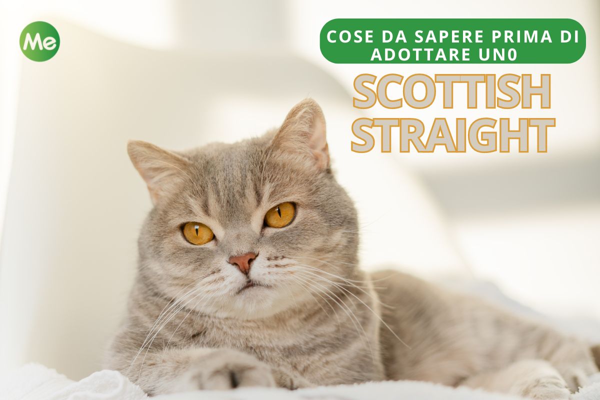 Scottish Straight : tout savoir sur le chat écossais (qui n'a pas les oreilles pliées)