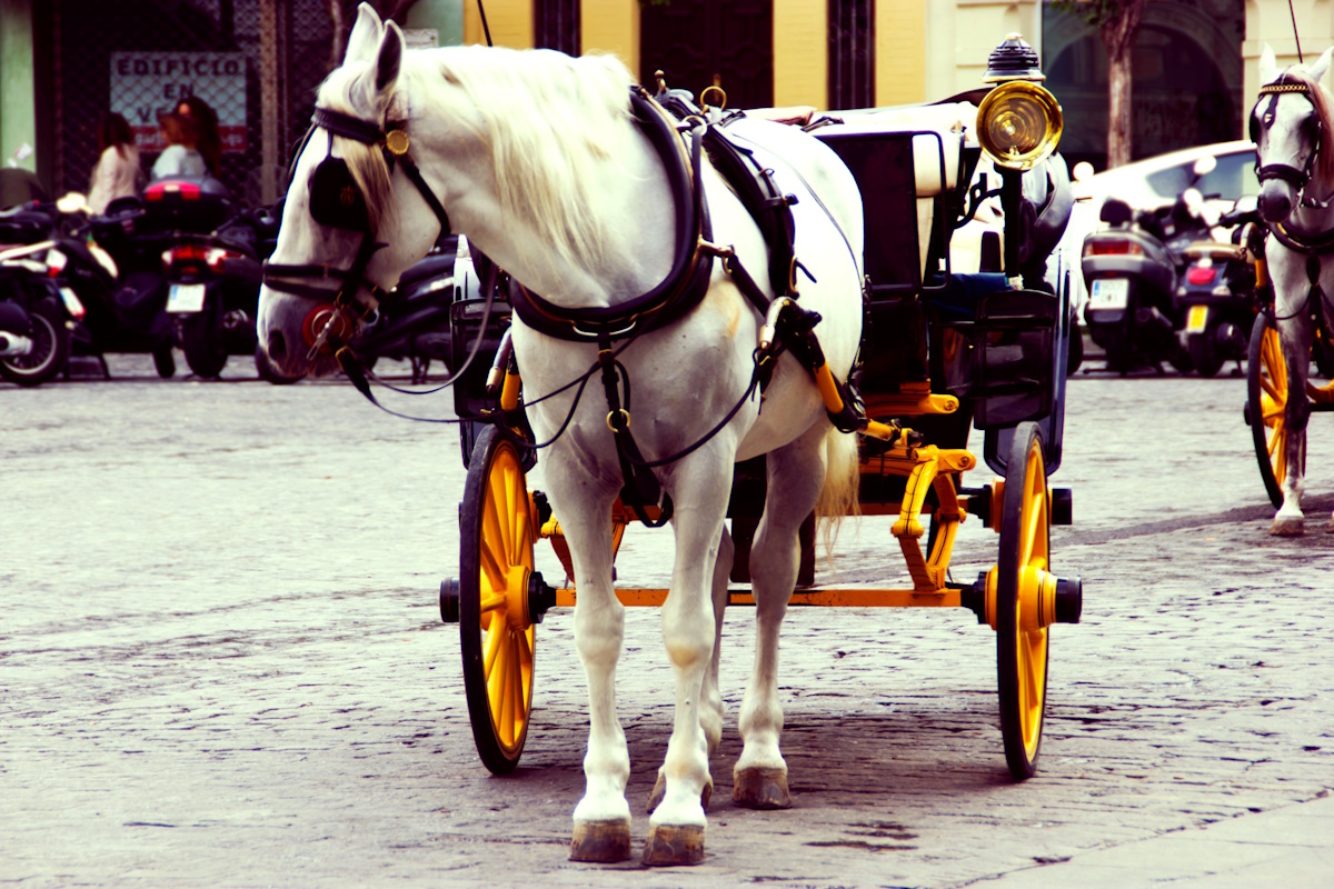 cavallo morto palermo agosto 2023