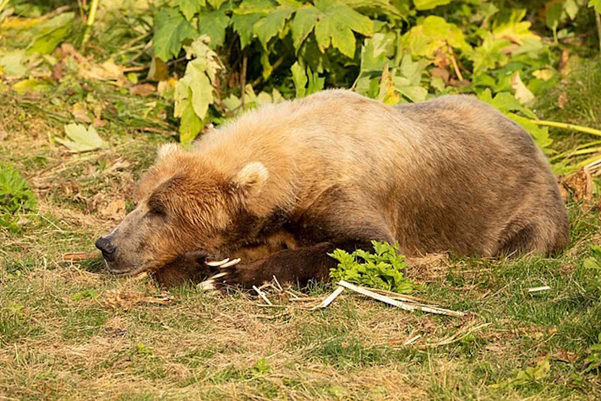 Un père et son fils chassant tuent un ours apparu soudainement en Alaska (se tirant également une balle dans la jambe)