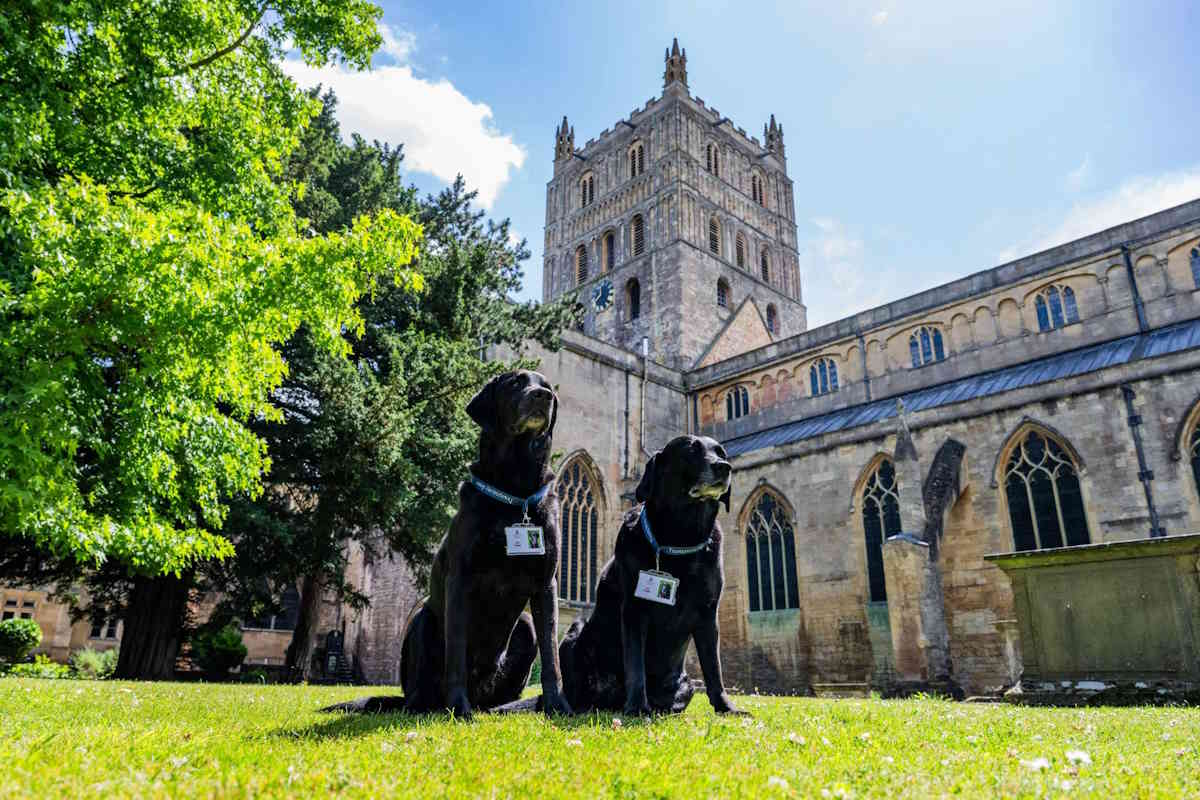 Ces deux chiens sont devenus « assistants sacristains » d’une abbaye historique en Angleterre