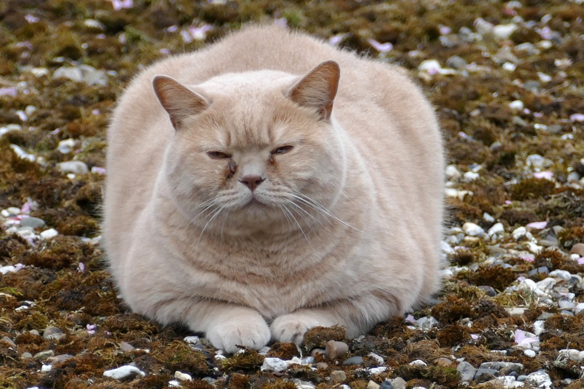 obésité du chat