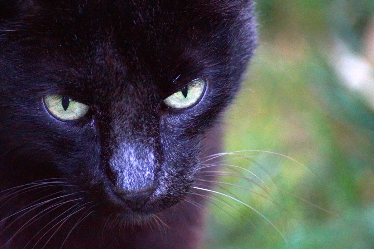 chat noir