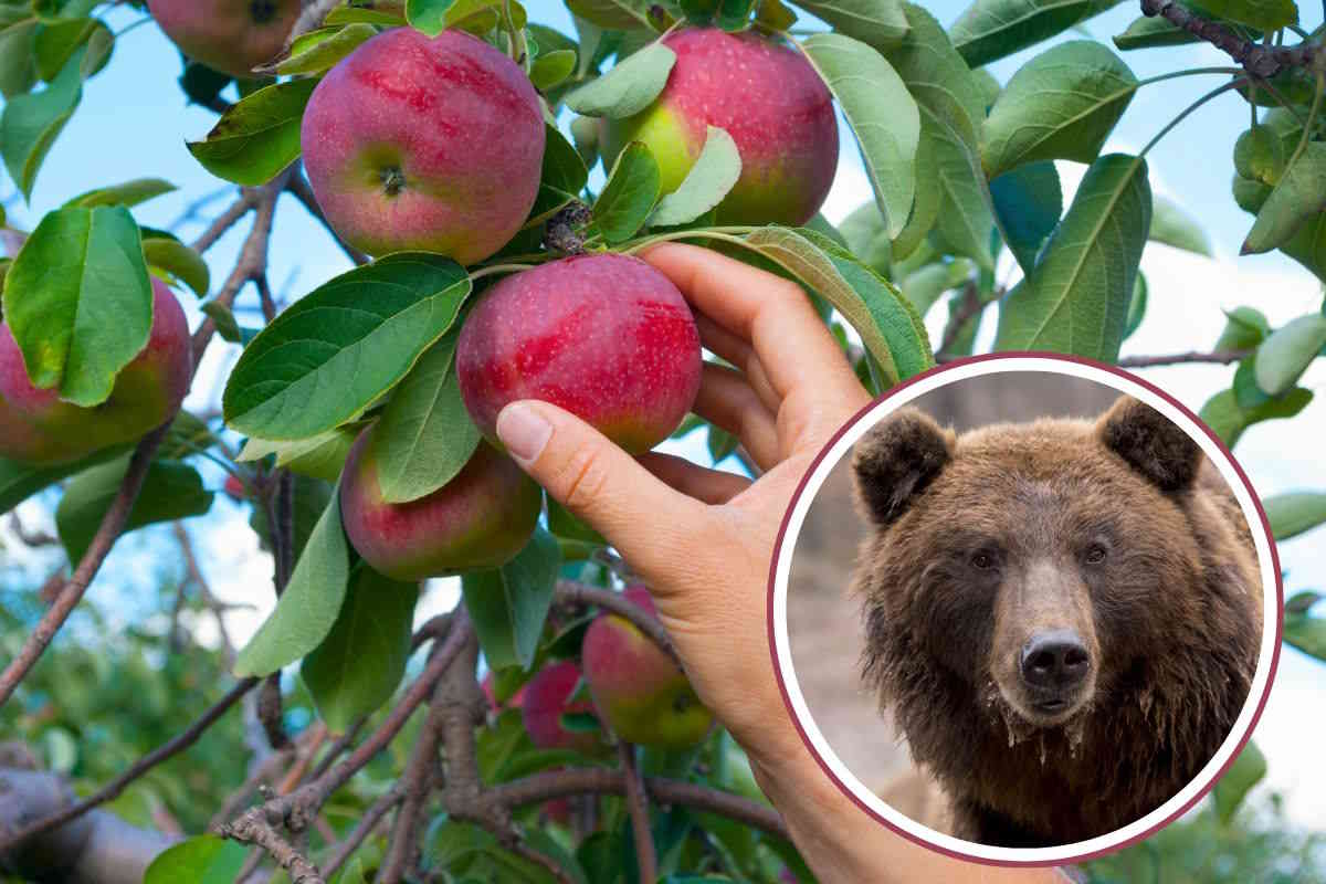 Ainsi la récolte des fruits peut protéger les ours marsicains (et encourager la coexistence)