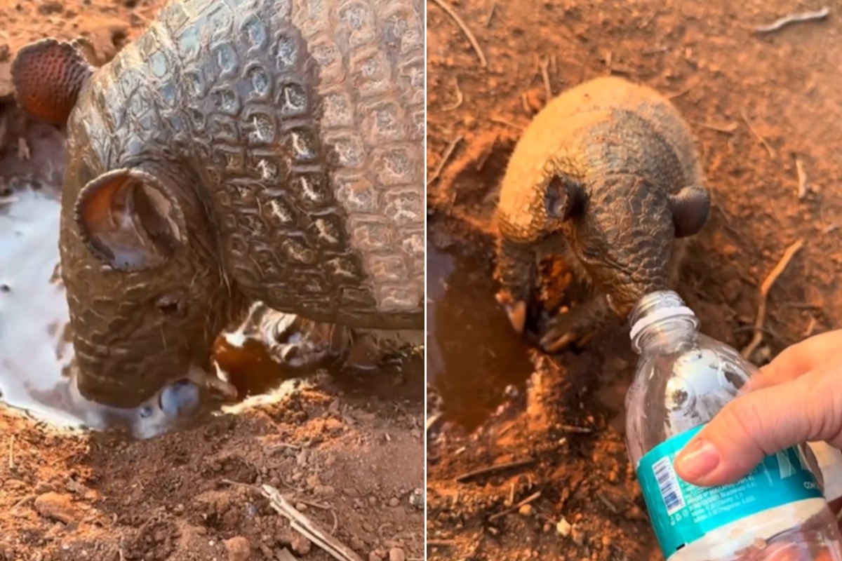 Brasile incendi armadillo