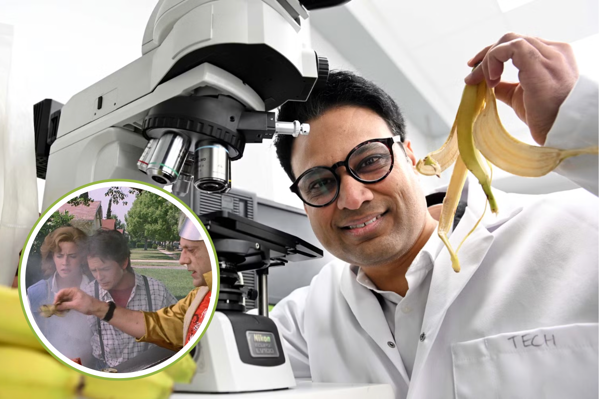 Des peaux de banane un "carburant" pour produire une énergie qui rappelle celle du DeLorian de Retour vers le futur
