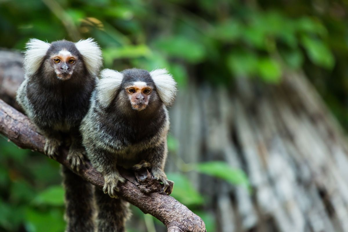 Marmose_nomi_comunicazione