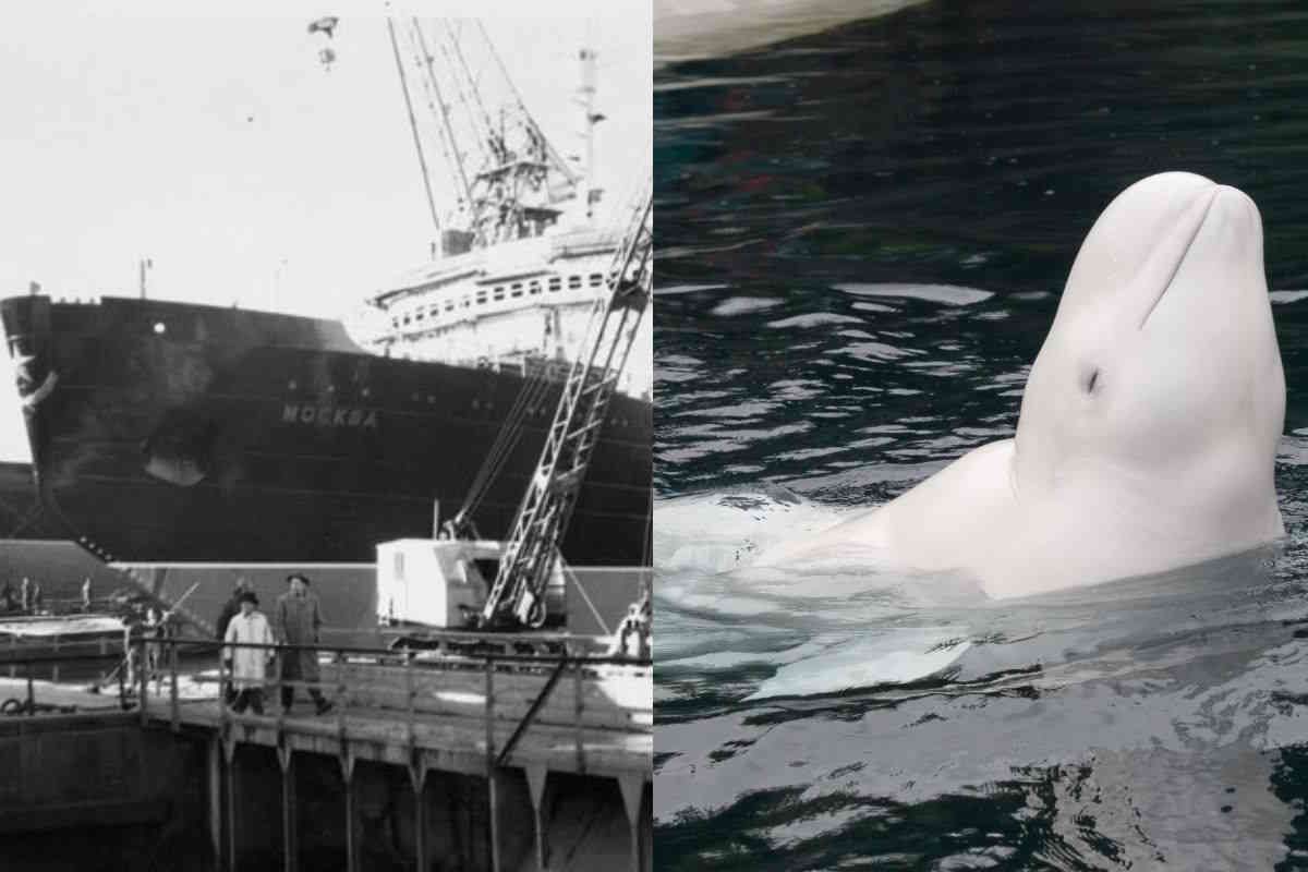 Opération beluga : c'est ainsi qu'il y a 40 ans la musique classique et les brise-glaces sauvaient des milliers de cétacés dans une mission sans précédent