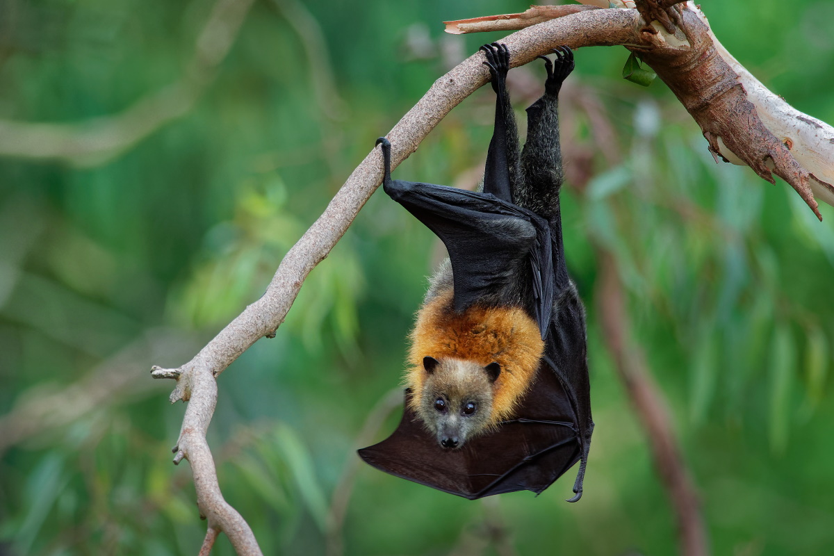 pipistrelli