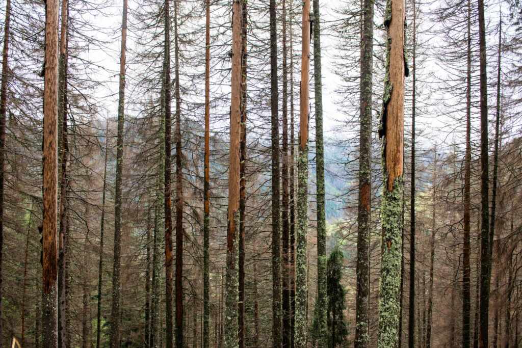 forêts de scolytes