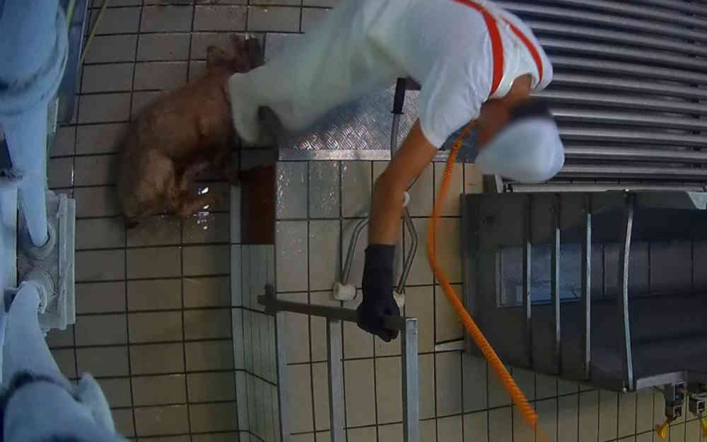 enquête sur les porcs