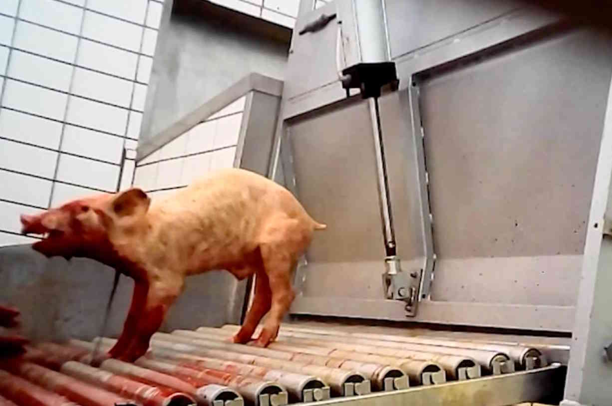 enquête sur les porcs