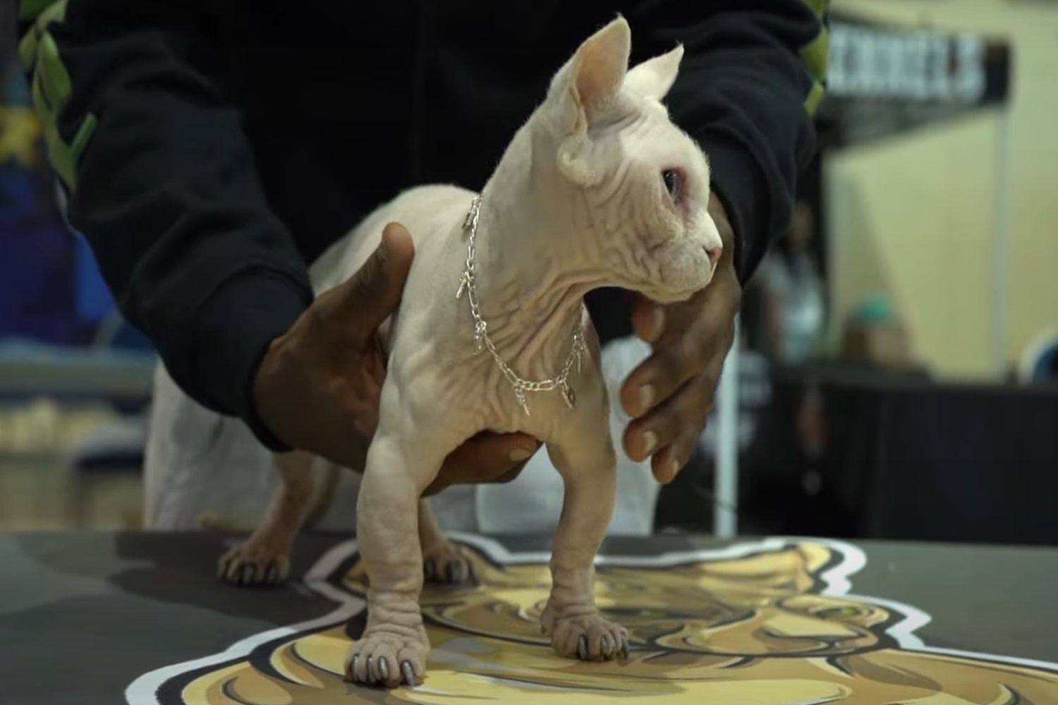 chat intimidateur chat