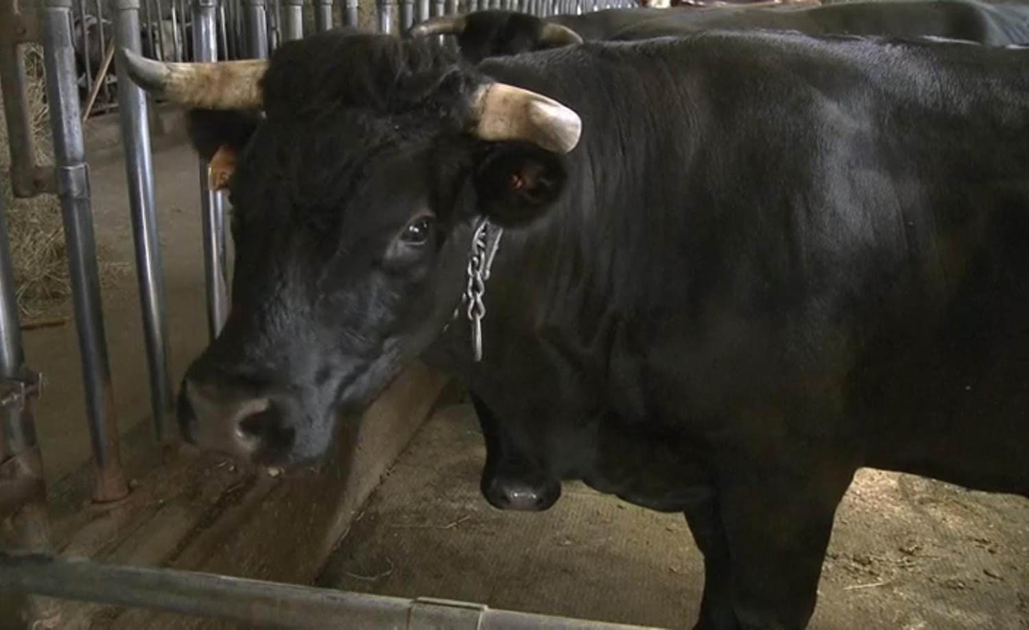 du bétail à sauver mais à soigner en Vallée d'Aoste