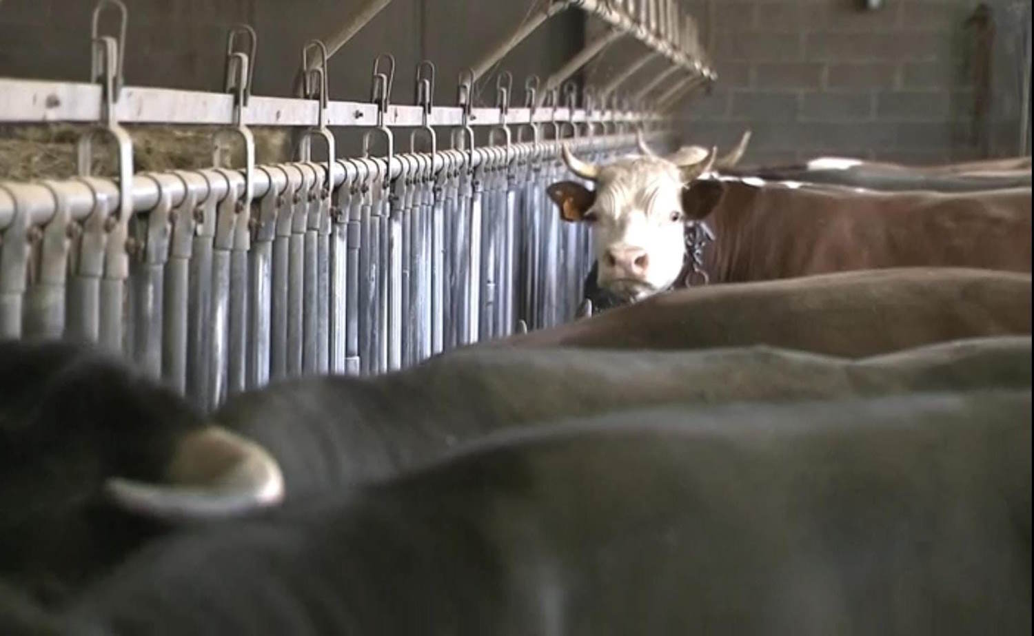 du bétail à sauver mais à soigner en Vallée d'Aoste