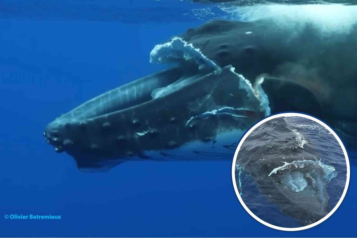 Baleine morte à l'agonie, la mâchoire fracturée par un grand bateau. Qui va payer pour ça ?