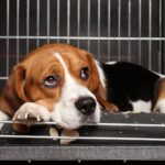 Tournant historique en Pennsylvanie : arrêt de la vente de cosmétiques testés sur les animaux (et les chiens et chats utilisés comme cobayes peuvent être adoptés)
