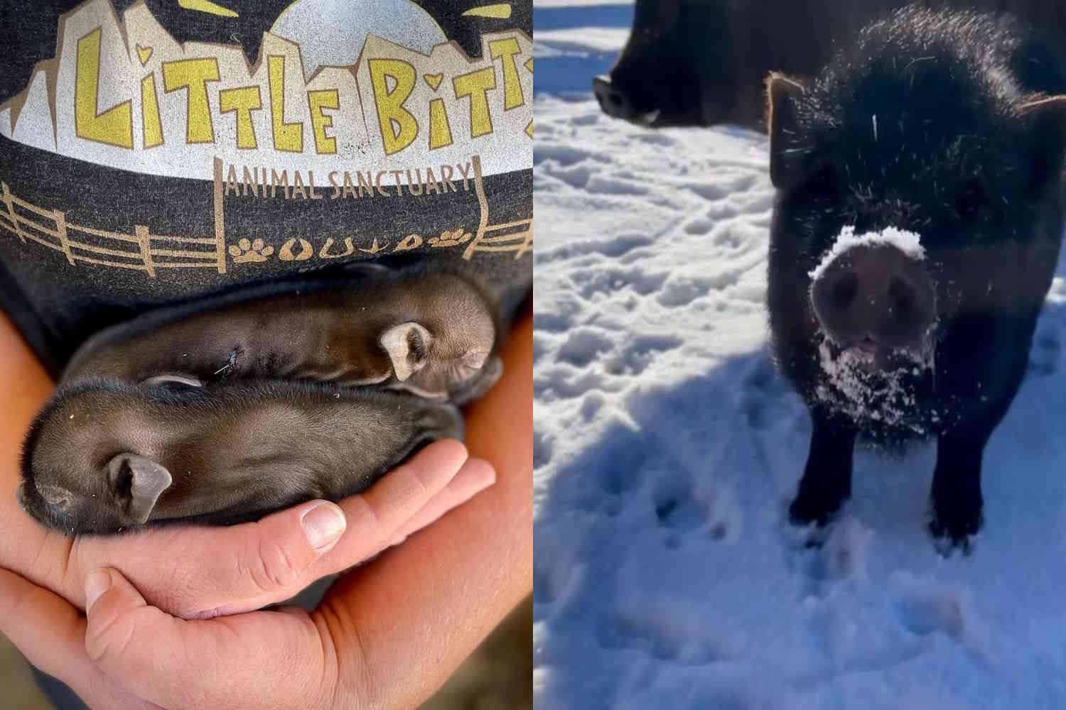 Élevés et abandonnés dans une rue, ces cochons vietnamiens renaissent dans un sanctuaire et vivent désormais heureux