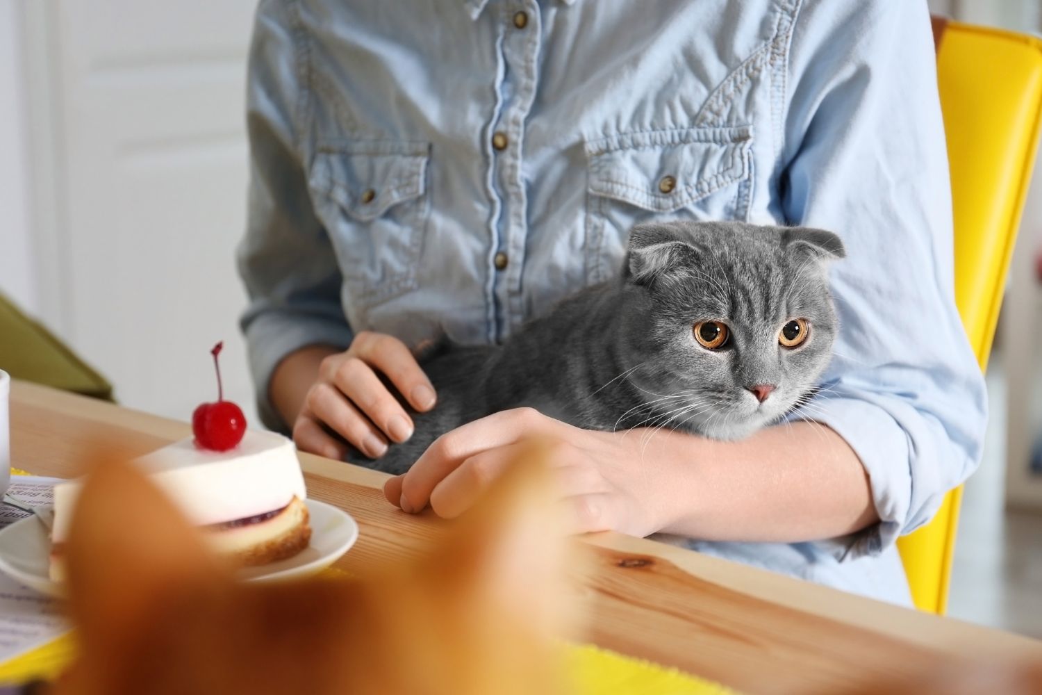 Les cafés pour chats et chiens sont à la mode en Chine, mais est-ce vraiment une bonne nouvelle ?