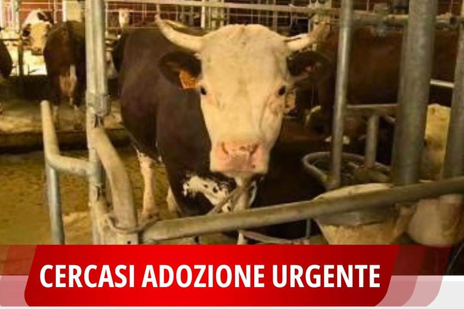 bovini da salvare matrattamenti valle d
