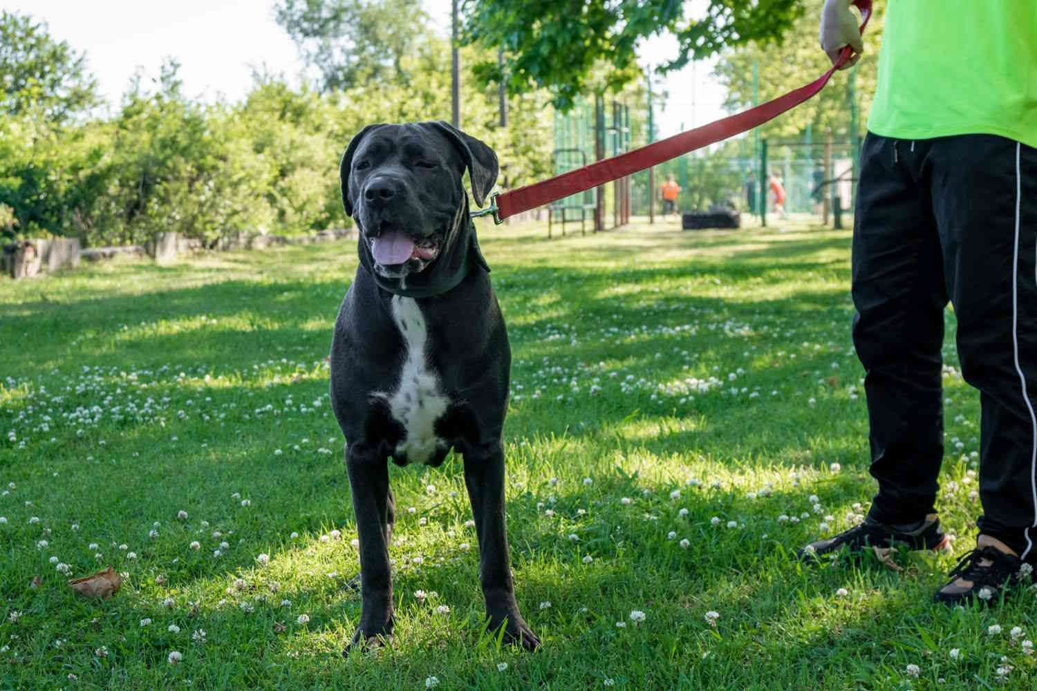 Permis pour chiens en Lombardie : la clé pour réduire les abandons et sensibiliser les propriétaires ?