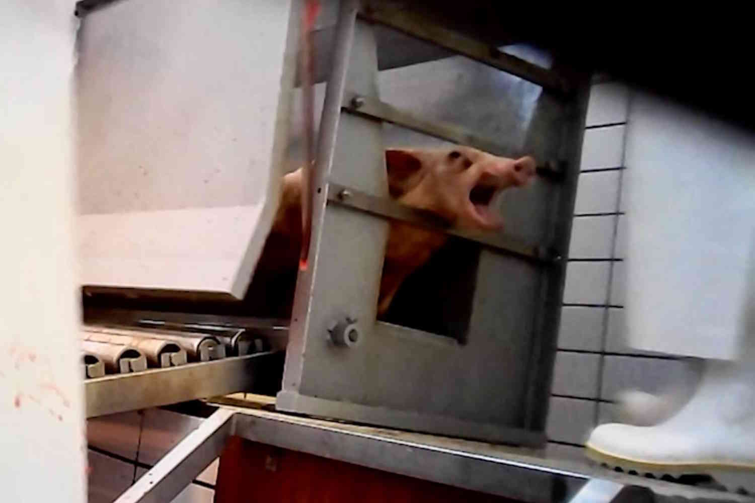 Porcs abattus alors qu'ils étaient encore conscients : enquête choc dans un abattoir de Lombardie (IMAGES FORTES)