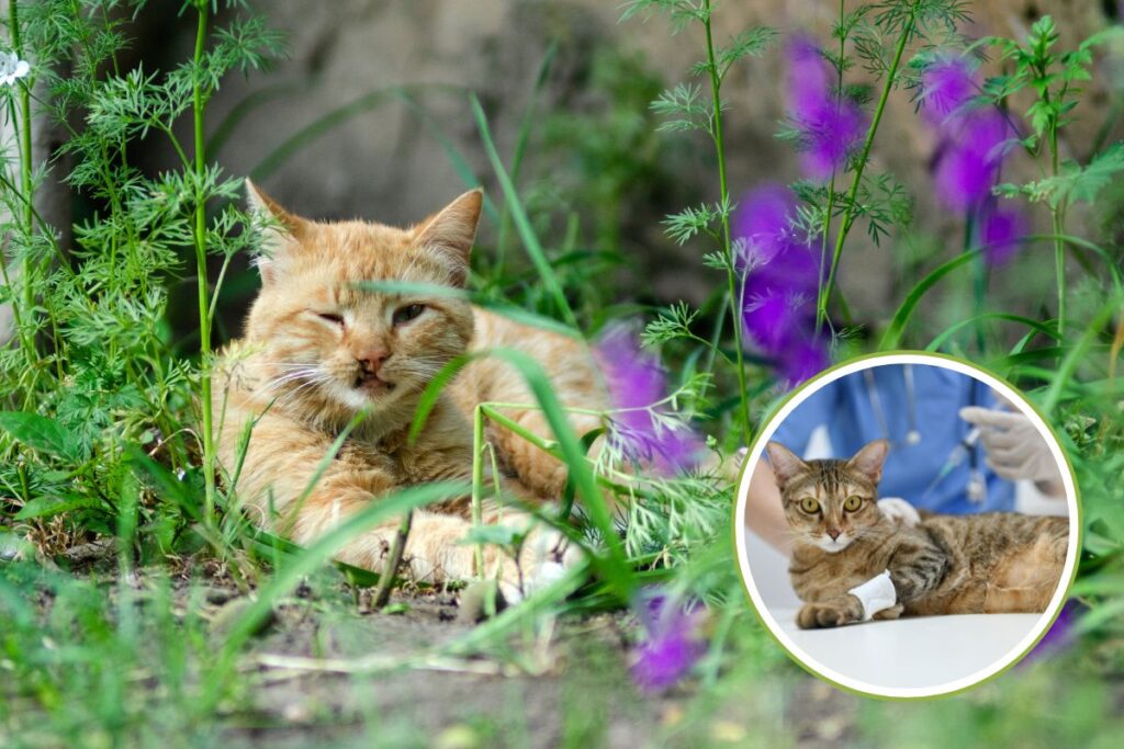 Que faire si vous trouvez un chat blessé ? Qui appeler et comment le