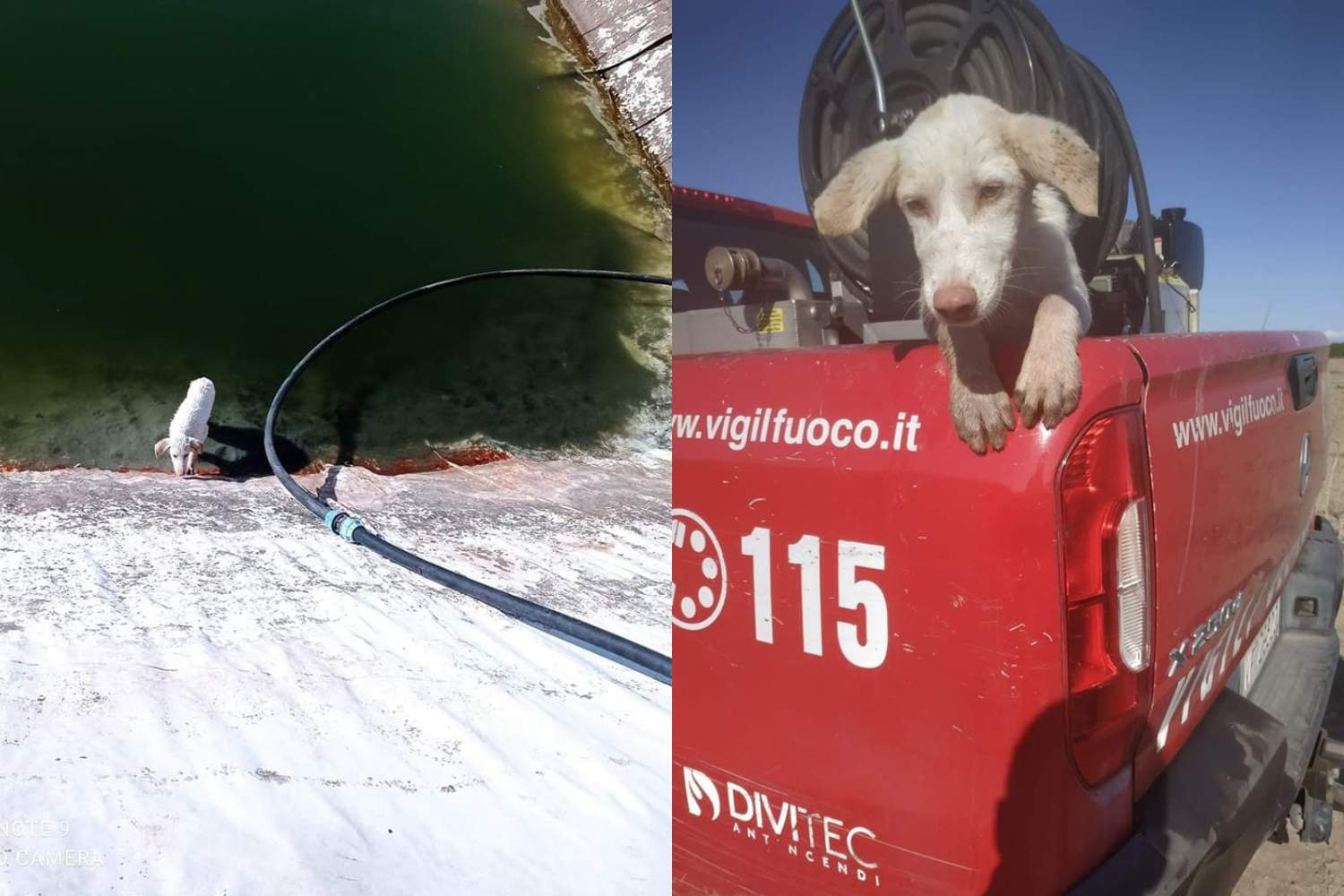 S'étant glissé dans un réservoir d'irrigation, ce chien a été miraculeusement sauvé