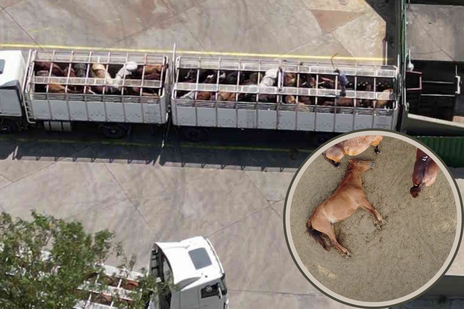 Toute la souffrance des chevaux avant l'abattage, enquête choquante dans les abattoirs argentins