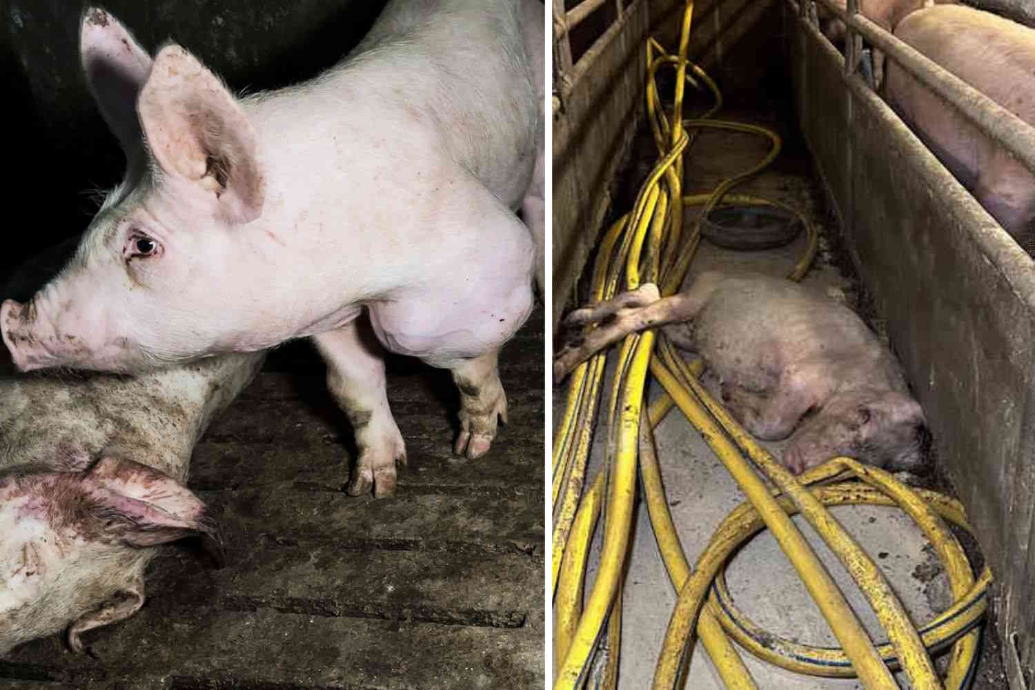 Voyage dans l'enfer des élevages porcins, tel est le prix de votre charcuterie (IMAGES FORTES)