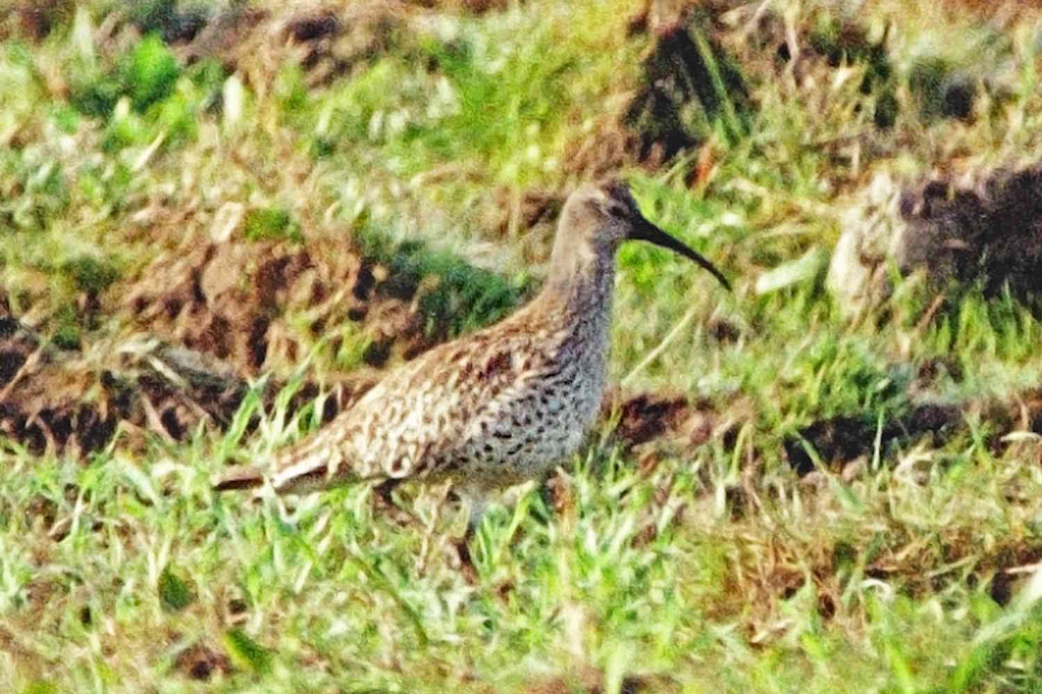 Adieu courlis, nous sommes responsables de la première extinction mondiale d’un oiseau sur 3 continents