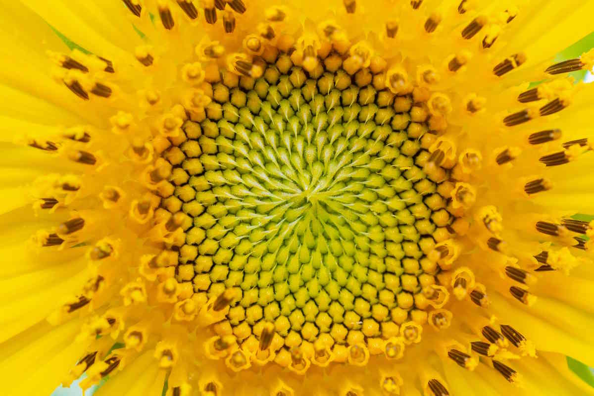 fibonacci_fleurs
