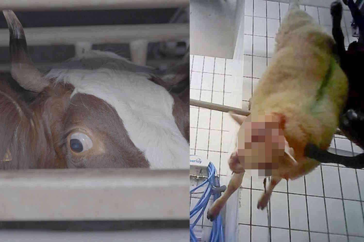 Animaux abattus et abattus alors qu'ils étaient encore conscients, enquête choc dans un abattoir en France (IMAGES FORTES)