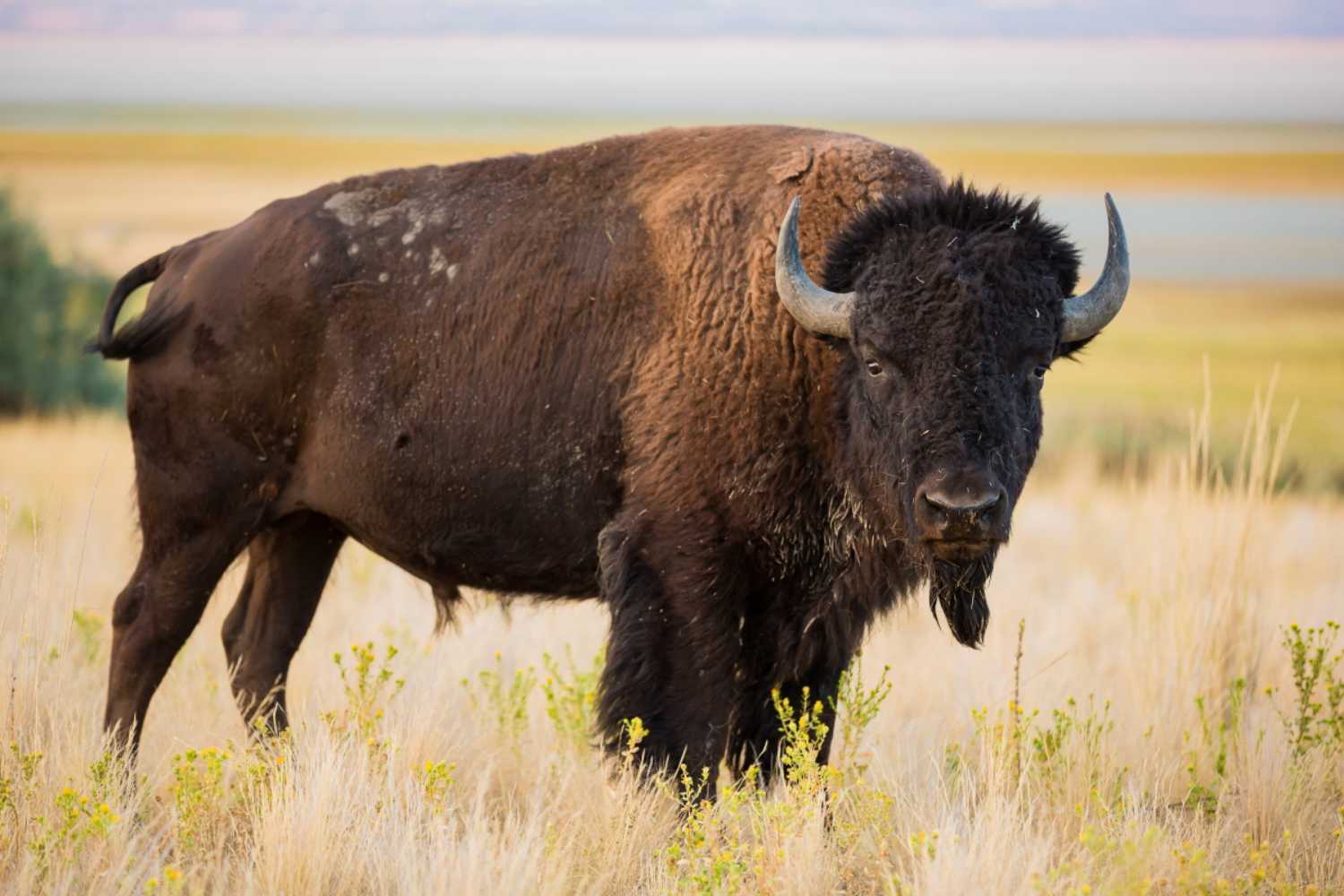 Bisonti
