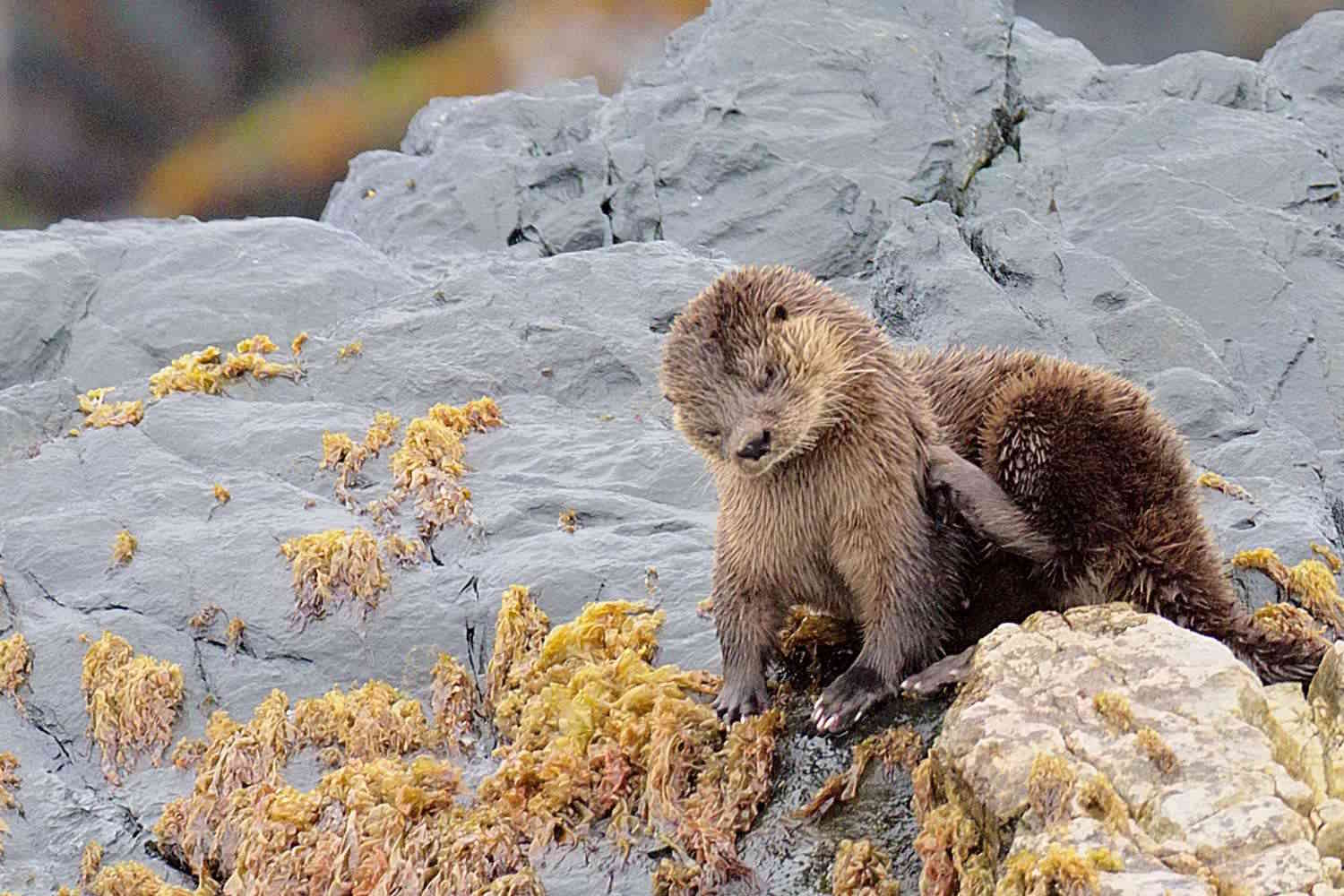 Cette loutre vient d'être nommée ambassadrice de la faune du Chili