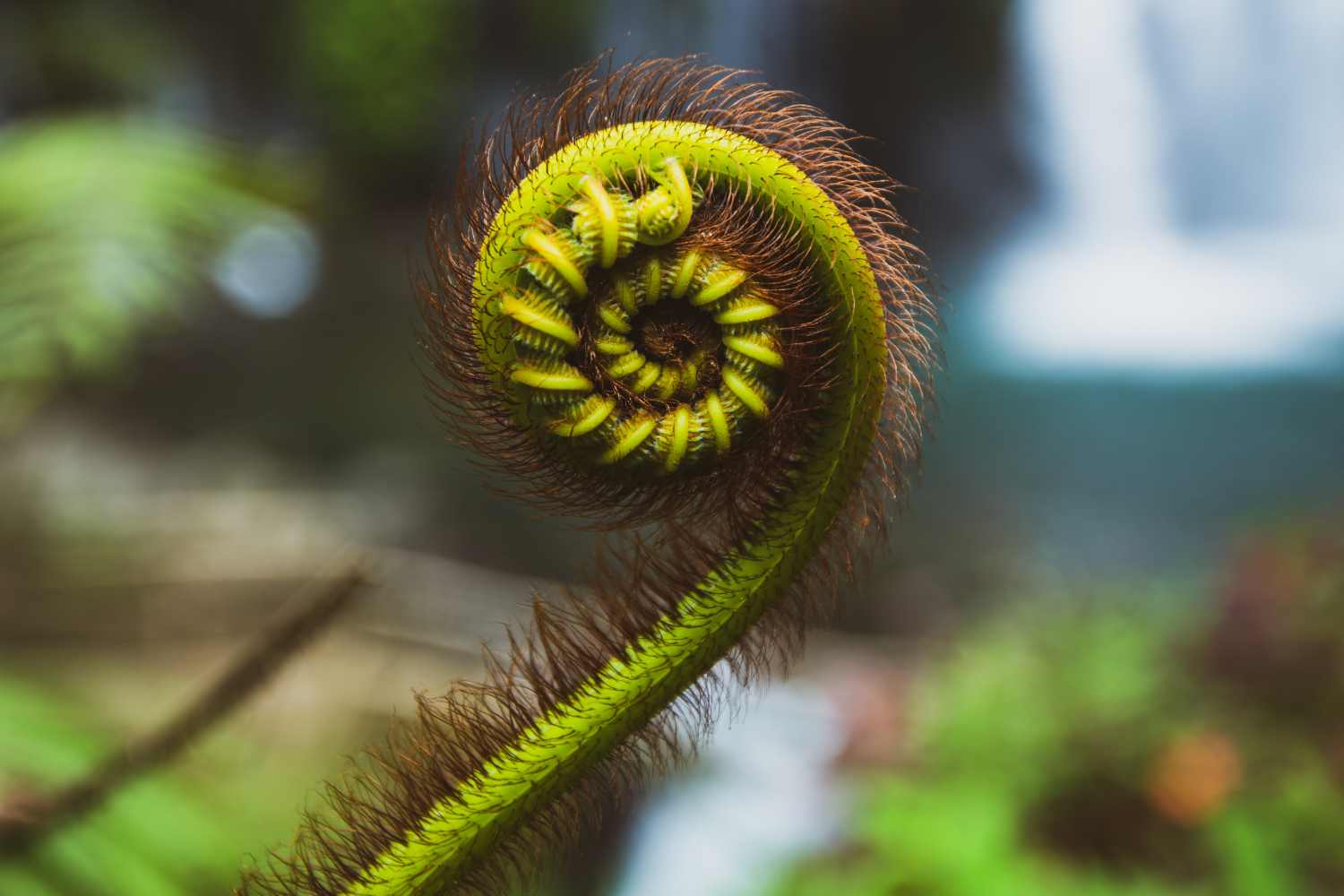 La perfection de la Nature réside aussi dans les nombres : la Séquence de Fibonacci et le Nombre d'Or