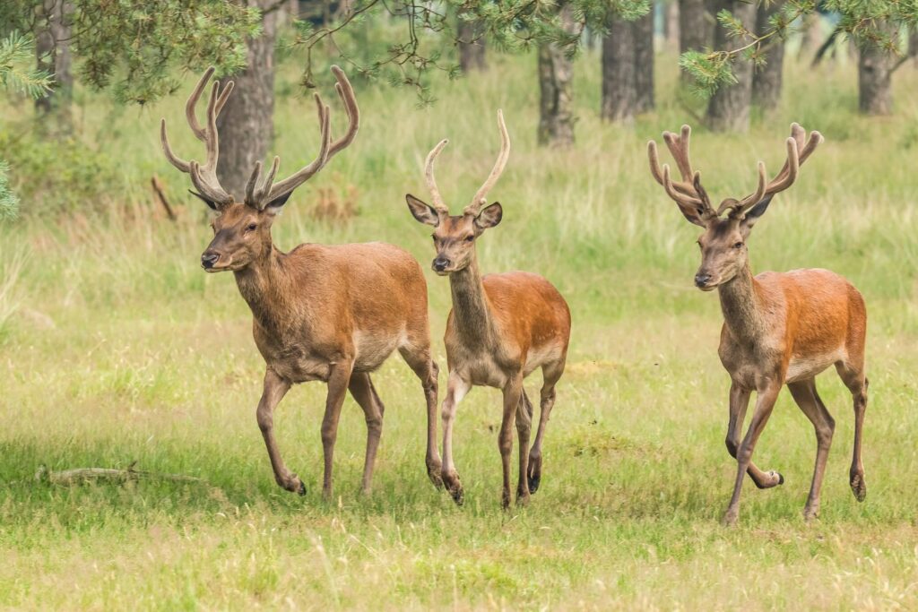 Les 500 cerfs des Abruzzes sont sains et saufs : le recours contre l'abattage a été accepté