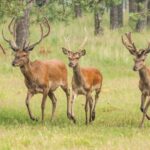 Les selfies avec des cerfs et les rencontres rapprochées avec des animaux sauvages sont interdits : ordonnance de Villetta Barrea contre le tourisme sauvage