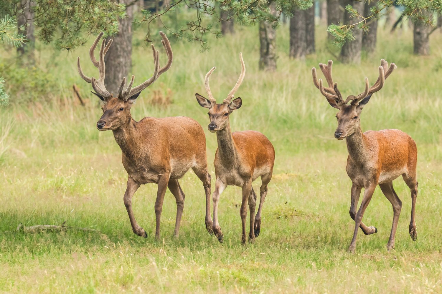 Les 500 cerfs des Abruzzes sont sains et saufs : le recours contre l'abattage a été accepté