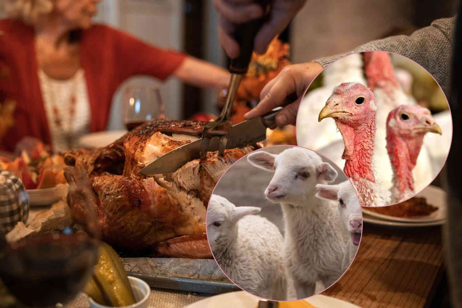 Votre dîner de Noël vient de naître, cette année n'apportez pas la souffrance animale à table