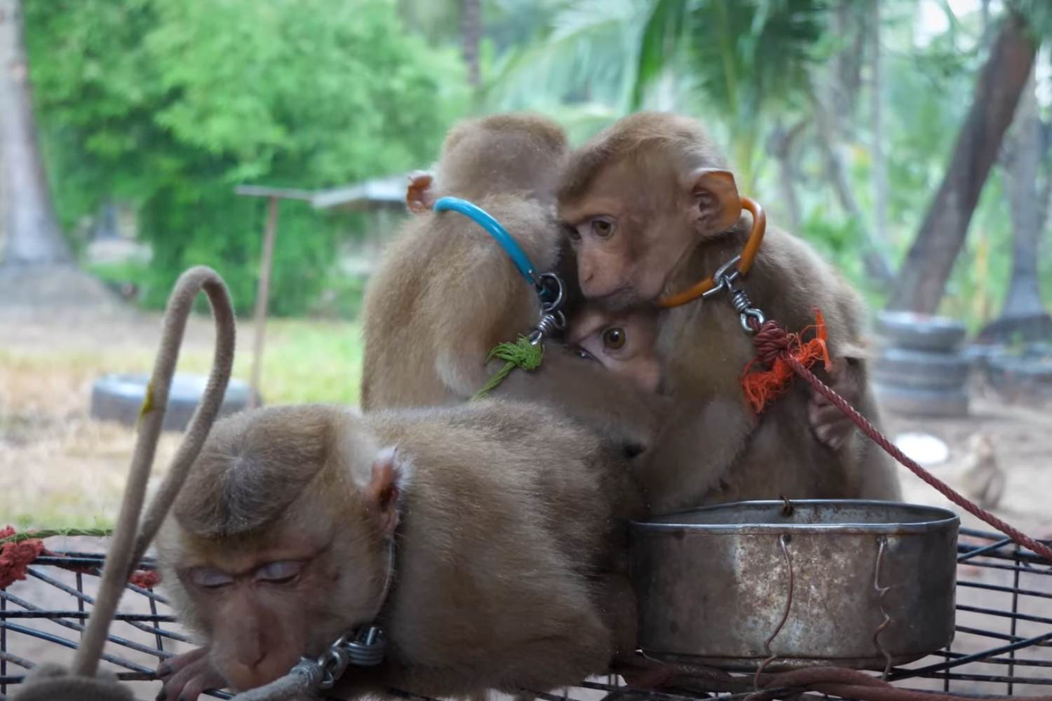 Savez-vous ce qui se cache derrière votre huile de coco ? Des bébés singes enchaînés et confinés dans des cages exiguës, blessés et stressés : la vidéo choc