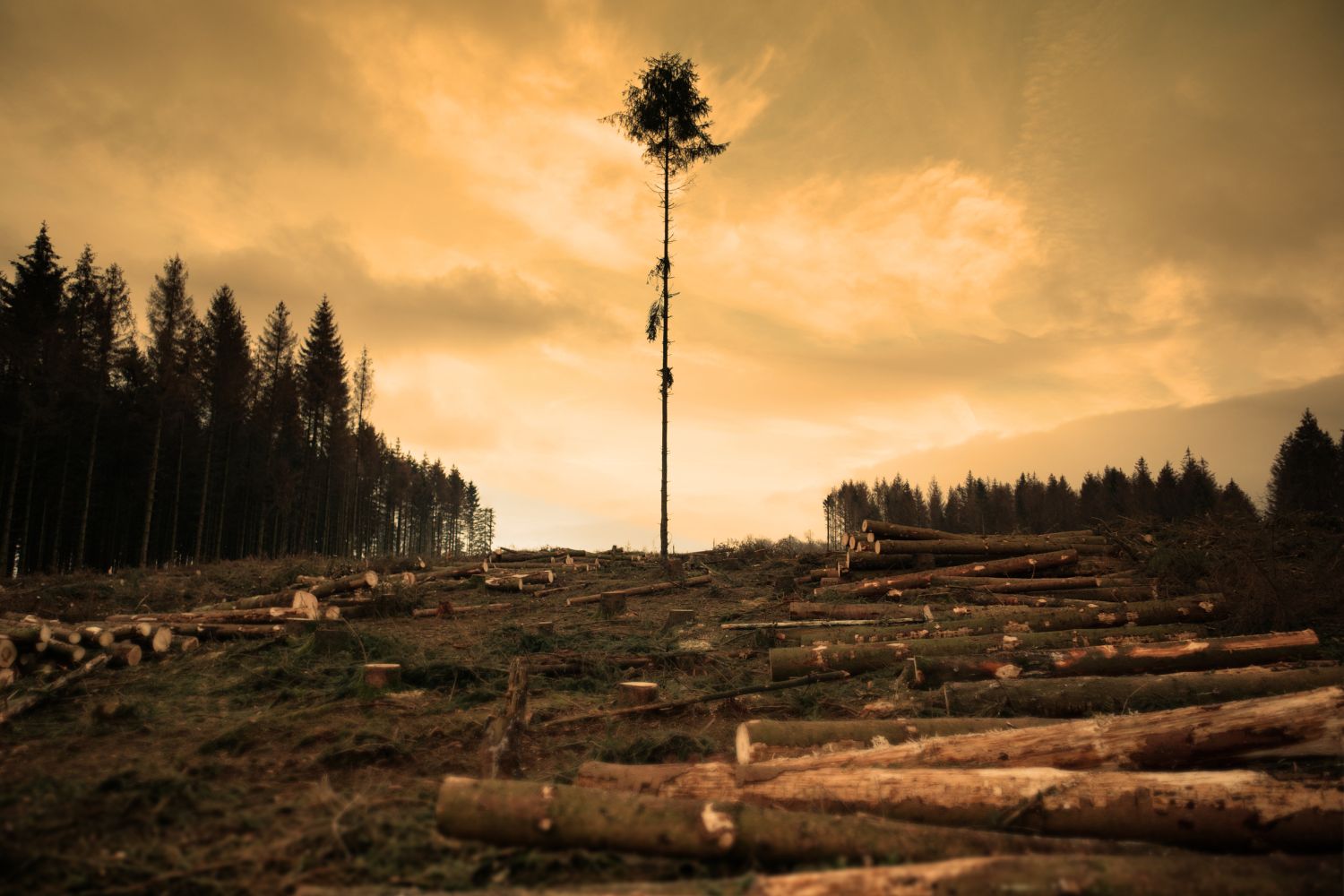 L’Europe soutient les lobbies et reporte (encore) l’application du règlement contre la déforestation