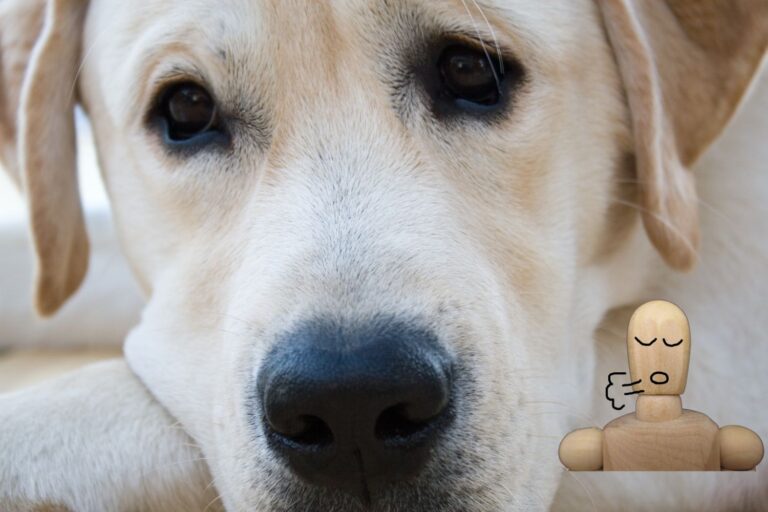 Pourquoi les chiens soupirent-ils ? Quelques causes fréquentes expliquées par le vétérinaire