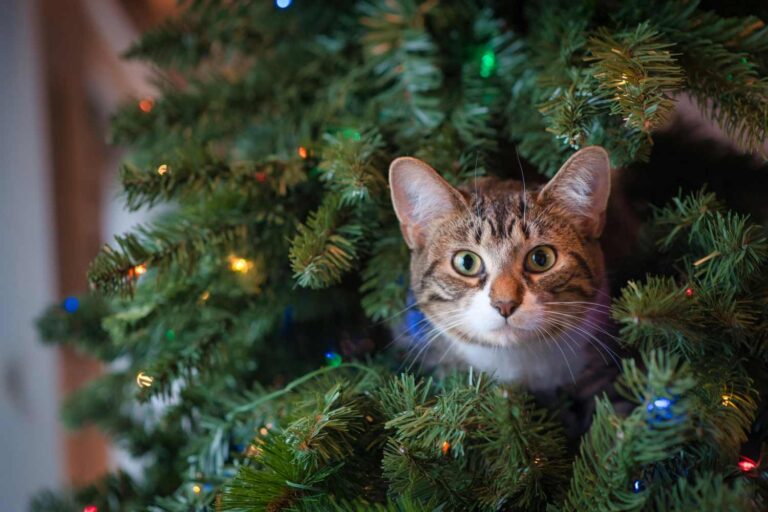 Ces décorations de Noël en apparence inoffensives peuvent être très dangereuses pour nos chiens et chats
