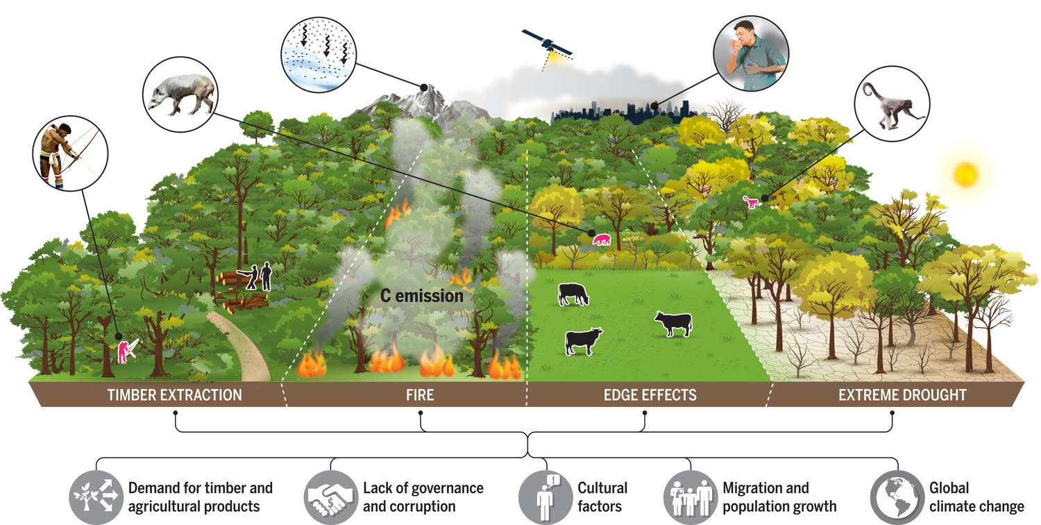 Amazon : des études qui démontrent quoi et qui est à l'origine du déclin très rapide du plus gros poumon de la Terre