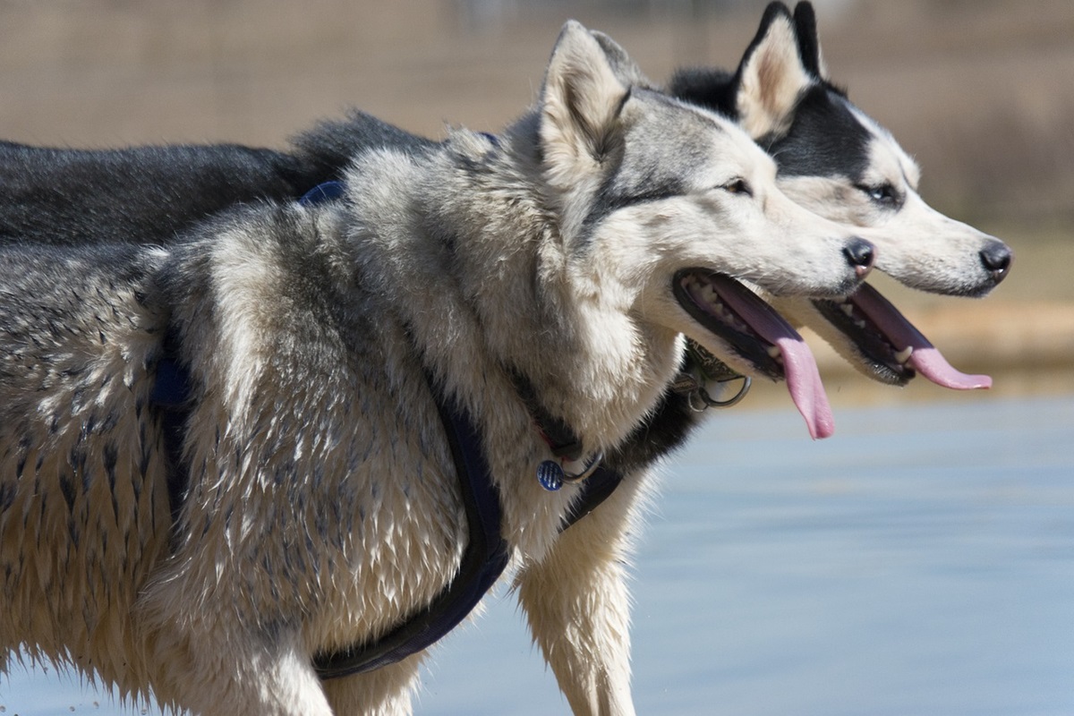 malattie husky