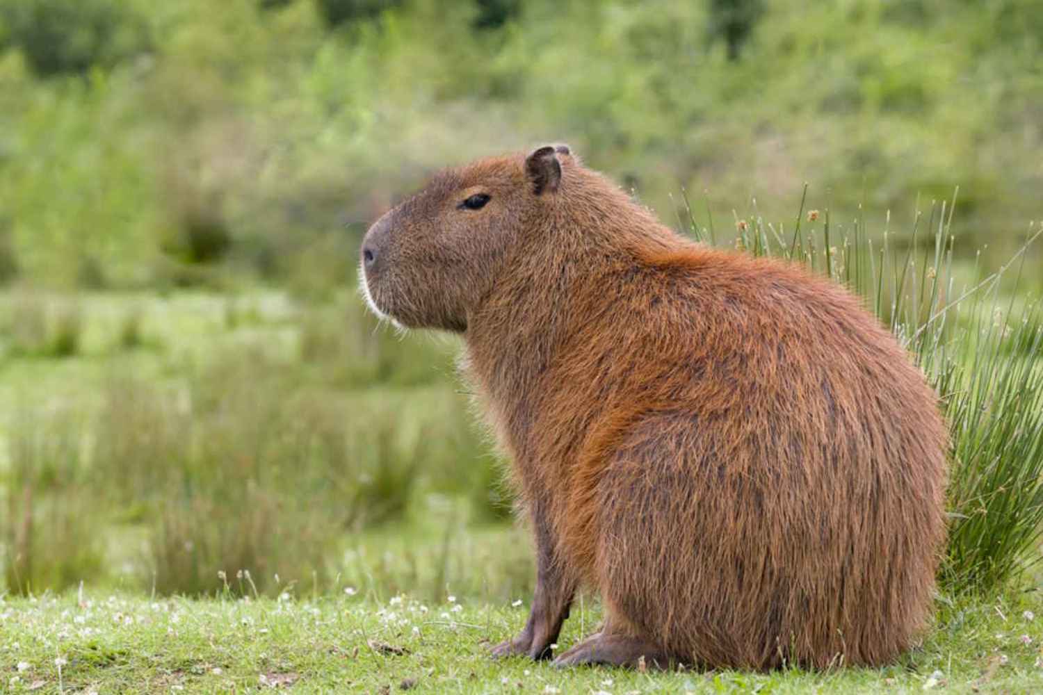 Capibara