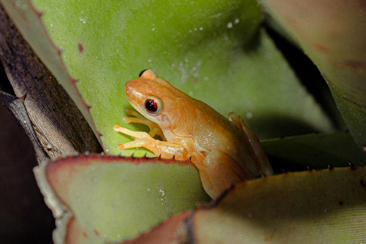 Cet amphibien récemment découvert qui se nourrit de fleurs et de nectar est le seul au monde capable de polliniser