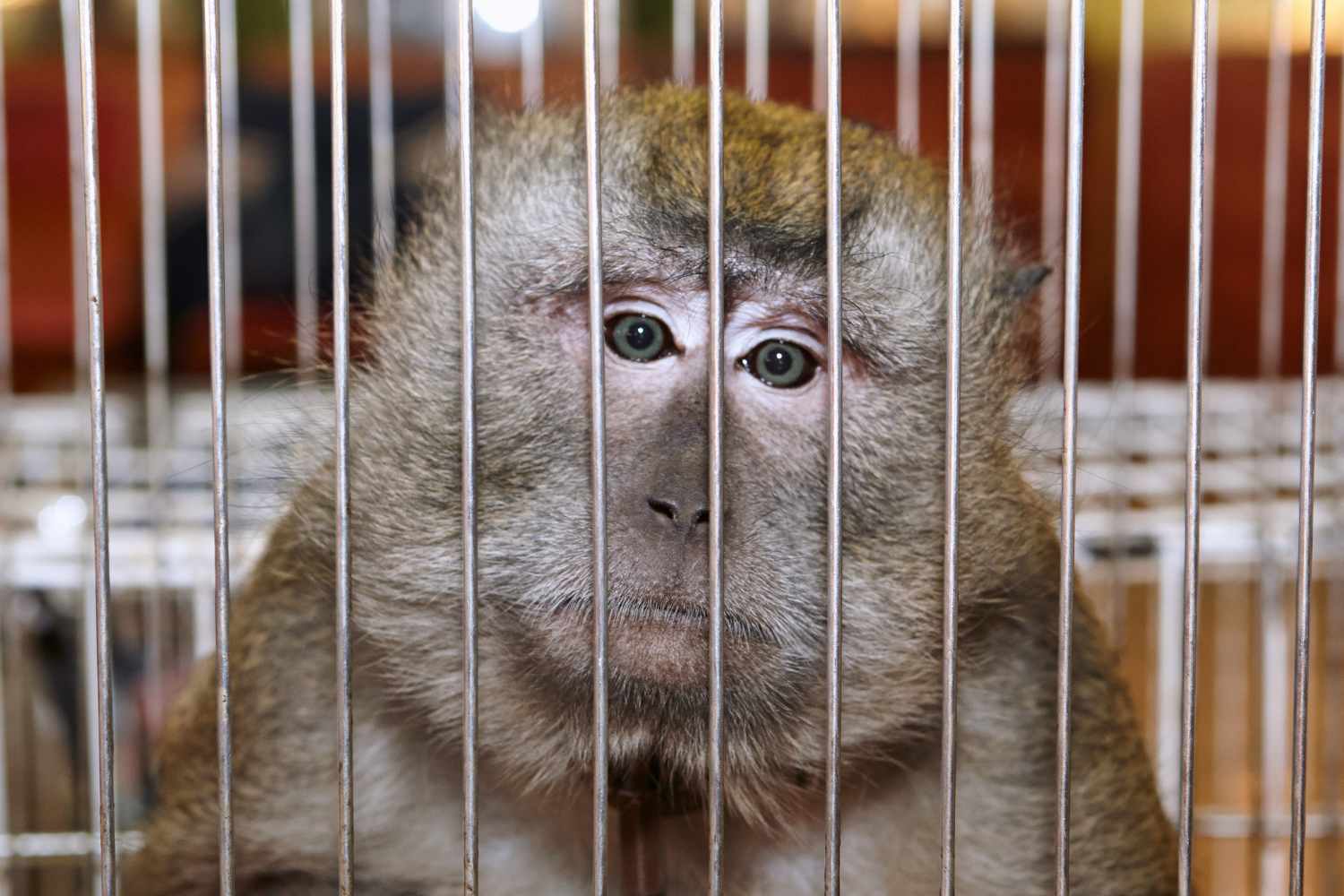 giornata diritti animali