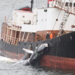 L'Islande va-t-elle interdire définitivement la chasse à la baleine ? Un projet de loi historique est en route pour arrêter le massacre